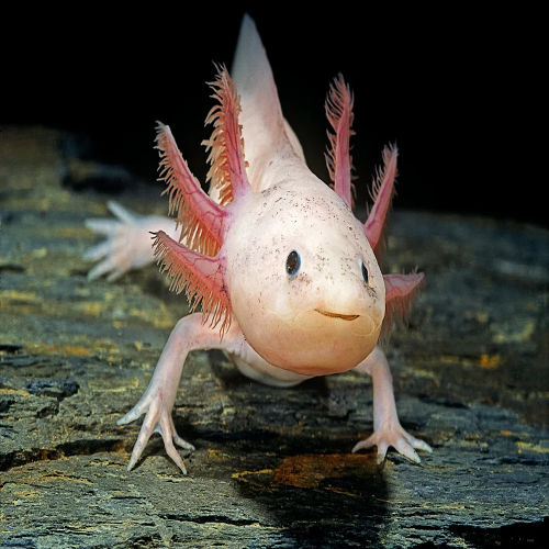 Axolotls For Sale