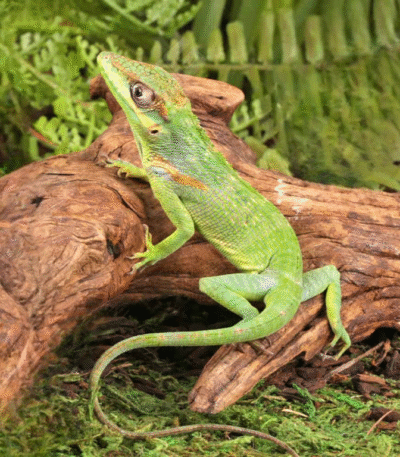 Baby Cuban Knight Anole