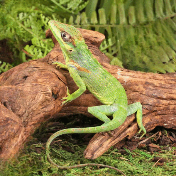 Baby Cuban Knight Anole