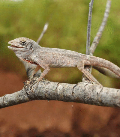 Brown Anole