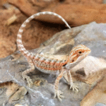Hypo Inferno Bearded Dragon(Pogona vitticeps) - Image 3