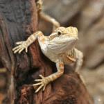 Inferno Leatherback Bearded Dragon - Image 3