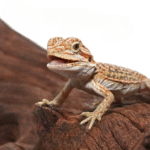 Citrus Dunner Leatherback Bearded Dragon