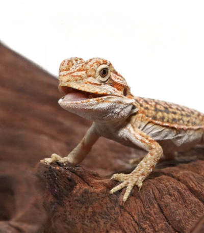 Citrus Dunner Leatherback Bearded Dragon