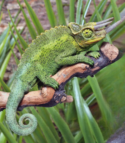 Jackson’s Chameleon
