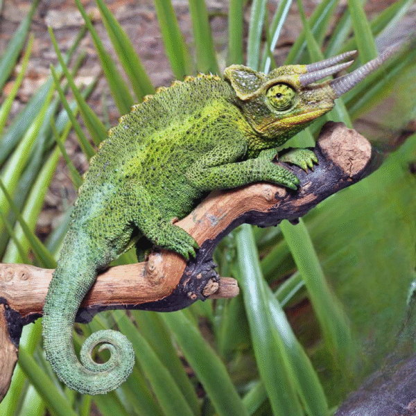 Jackson’s Chameleon