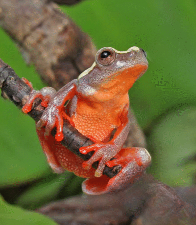 Patternless Triangle Tree Frog