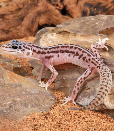 Baby Super Snow Leopard Gecko