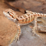 Baby Inferno Bearded Dragon