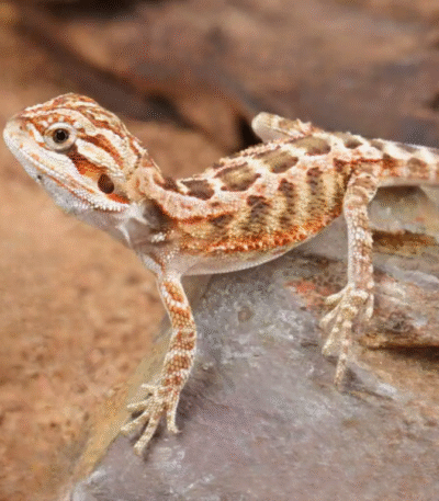Baby Inferno Bearded Dragon