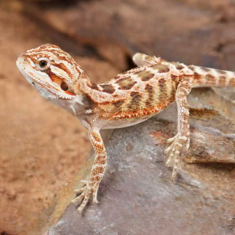 Baby Inferno Bearded Dragon