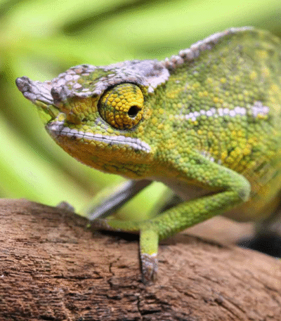 Canopy Chameleon