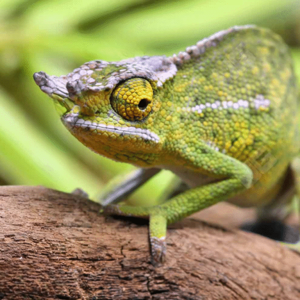 Canopy Chameleon