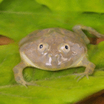 Red Pacific PacMan Frog (Adult Ceratophrys cranwelli) - Image 3