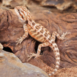 Baby Inferno Bearded Dragon(Pogona vitticeps ) - Image 2