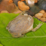 Red Pacific PacMan Frog (Adult Ceratophrys cranwelli) - Image 2