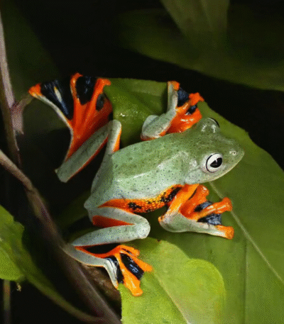 Black Webbed Flying Frog