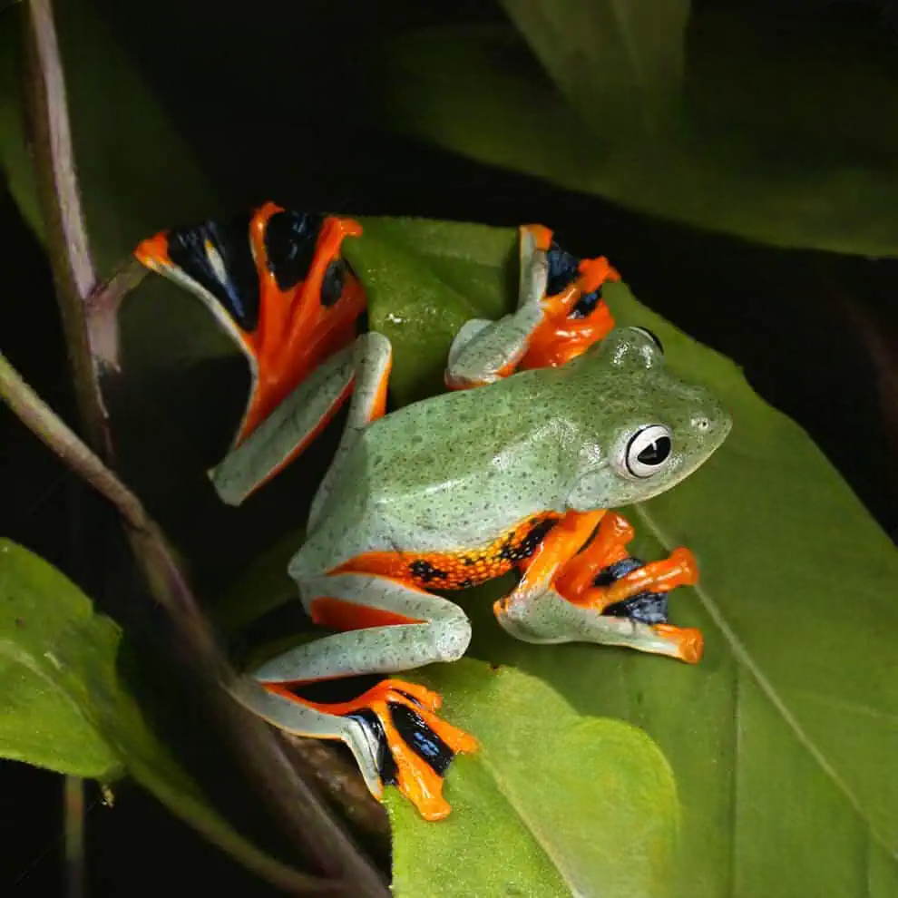 Black Webbed Flying Frog