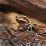 Juvenile Masked Tree Frog - (Smilisca phaeota) - Image 3