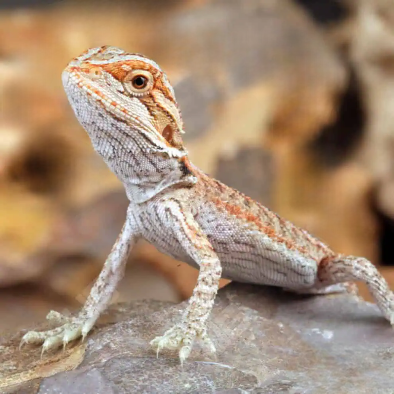 Hypo Inferno Bearded Dragon