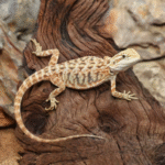 Inferno Leatherback Bearded Dragon