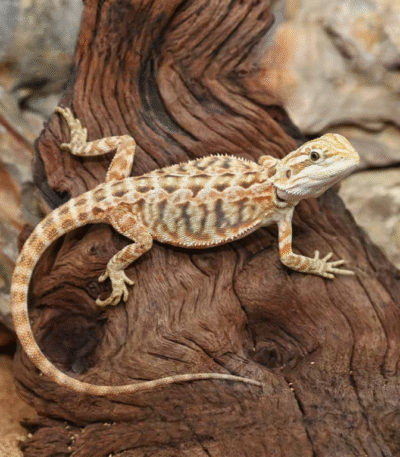 Inferno Leatherback Bearded Dragon