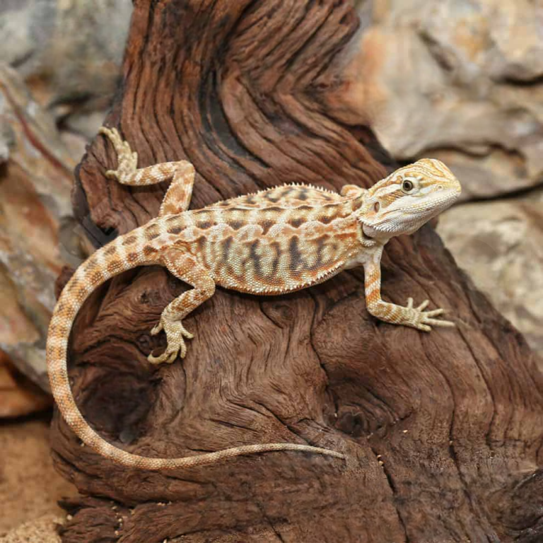 Inferno Leatherback Bearded Dragon