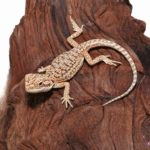 Citrus Dunner Leatherback Bearded Dragon(Pogona vitticeps) - Image 3