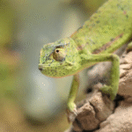 Senegal Chameleon - Captive-bred - Image 3