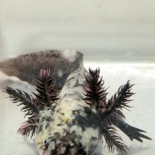 Mosaic Axolotl