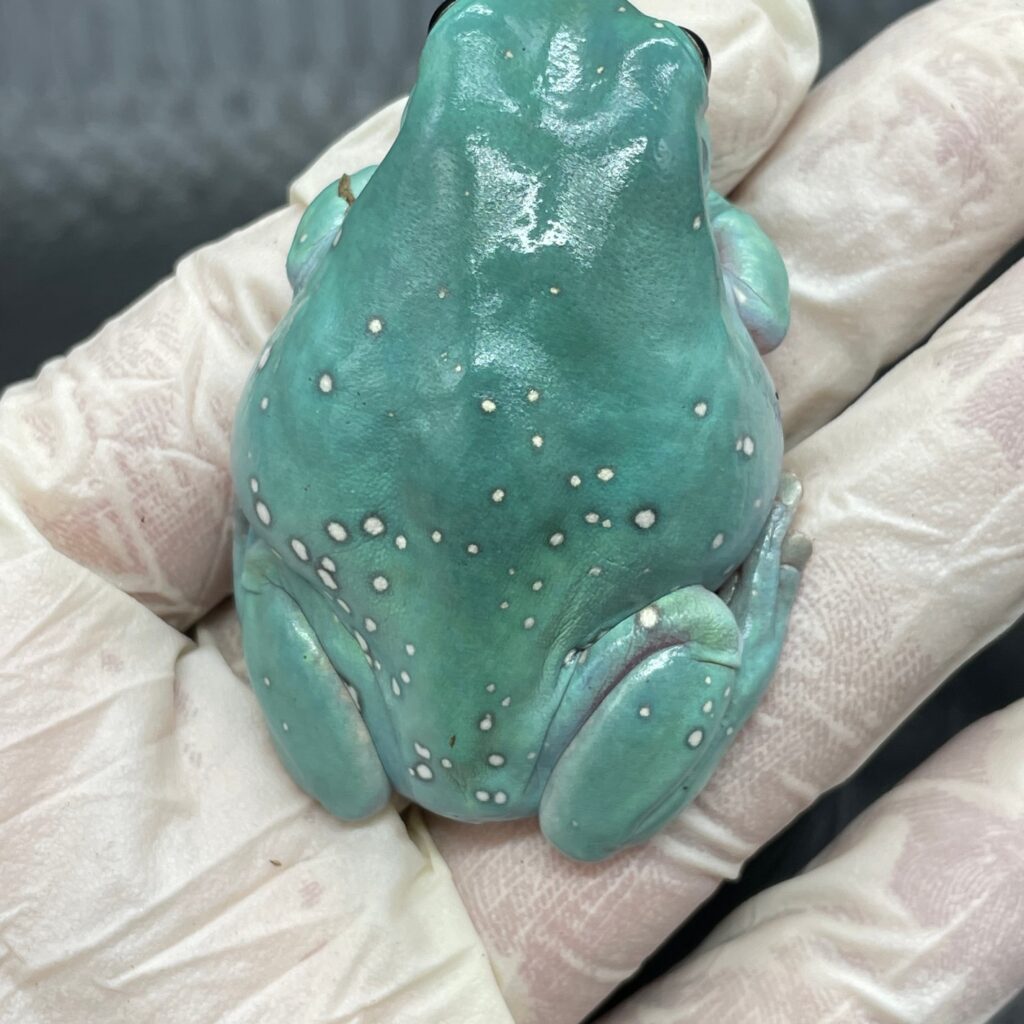Super Snowflake Whites Tree Frog
