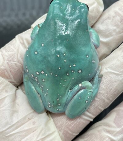 Super Snowflake Whites Tree Frog