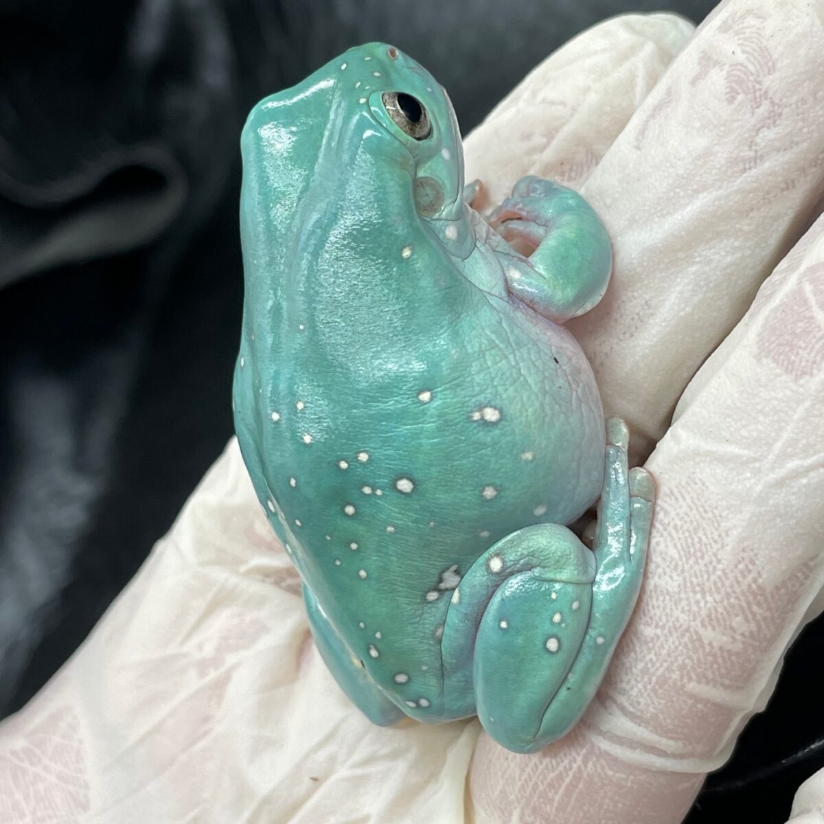 Super Snowflake Whites Tree Frog - Image 2