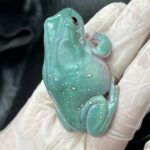 Super Snowflake Whites Tree Frog - Image 2