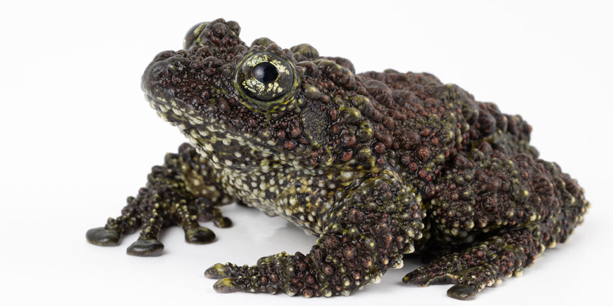 Vietnamese Mossy Frog - (Theloderma corticale Captive Bred) - Image 3