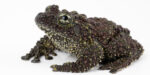Vietnamese Mossy Frog - (Theloderma corticale Captive Bred) - Image 3