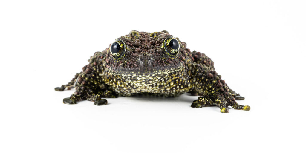Vietnamese Mossy Frog