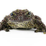 Vietnamese Mossy Frog