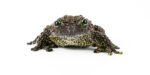 Vietnamese Mossy Frog