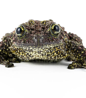 Vietnamese Mossy Frog