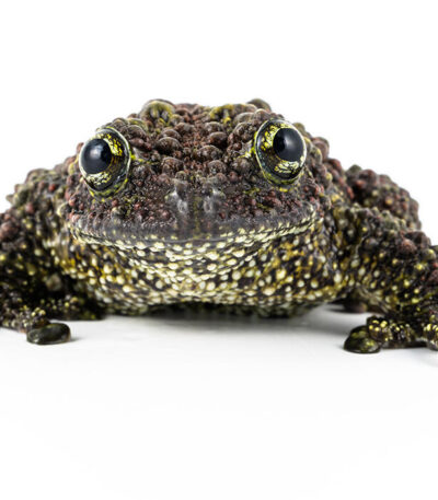 Vietnamese Mossy Frog