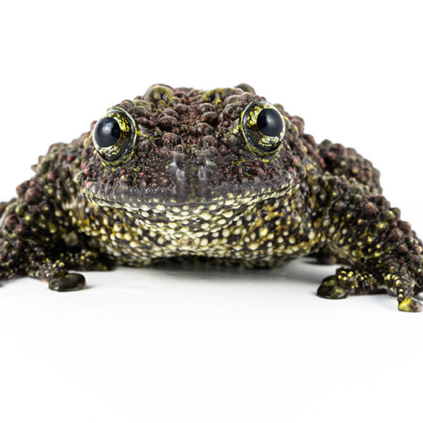 Vietnamese Mossy Frog
