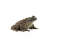 Vietnamese Mossy Frog - (Theloderma corticale Captive Bred) - Image 2