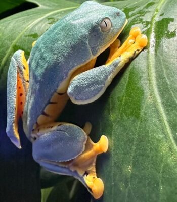 USCB Sylvia’s Tree Frogs
