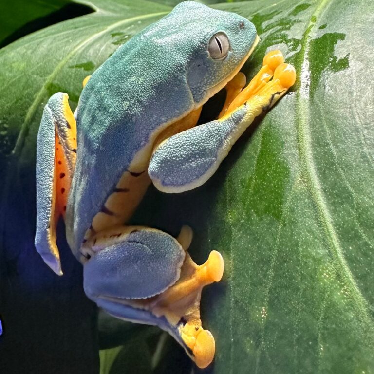 USCB Sylvia’s Tree Frogs