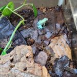 Mint Phyllobates Terribilis (CBB)