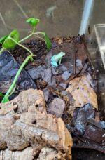 Mint Phyllobates Terribilis (CBB)