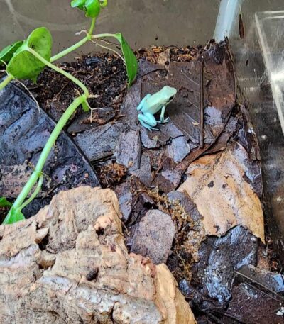 Mint Phyllobates Terribilis (CBB)