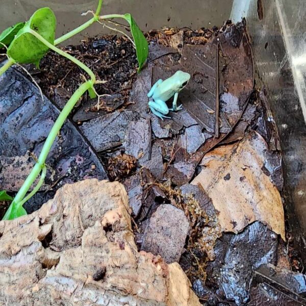 Mint Phyllobates Terribilis (CBB)
