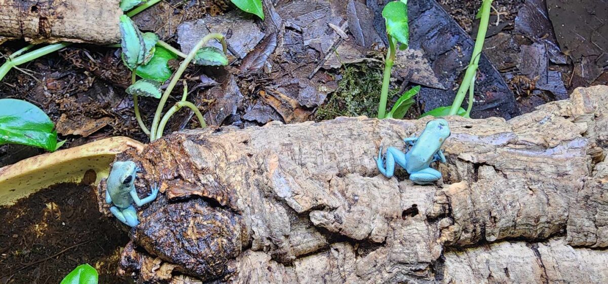 Mint  Phyllobates Terribilis (CBB) - Image 2